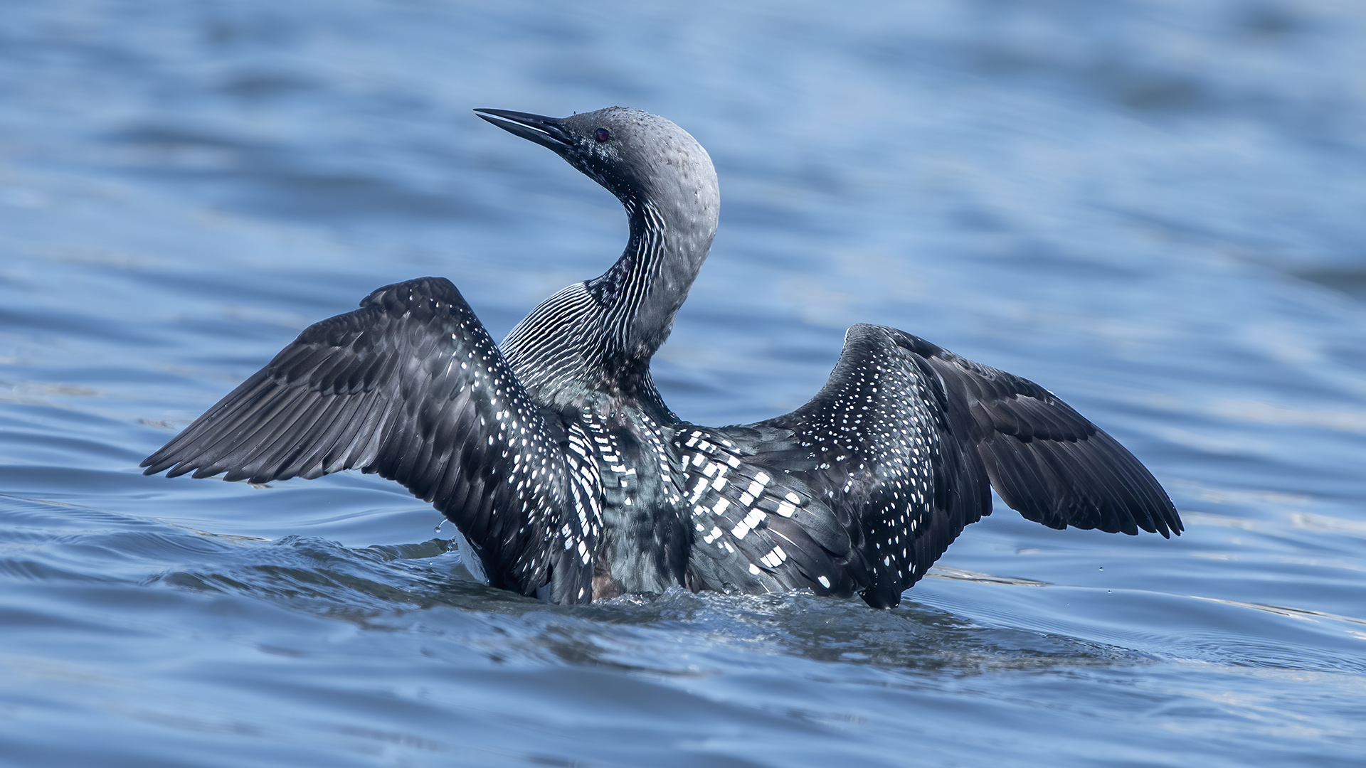 Arctic Loon